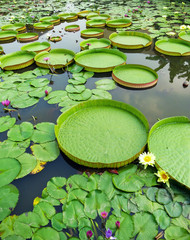 Victoria Amazonica and Nymphaea Tetragona in the pond.