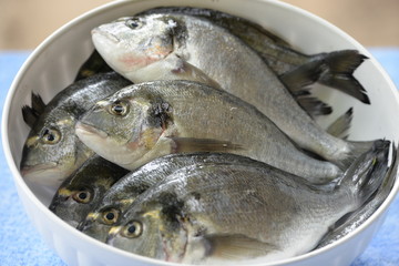 sea bream 7