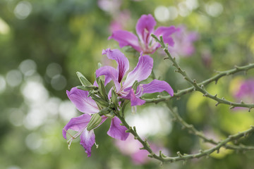 Flower of Bauhinia bloom on blurred background