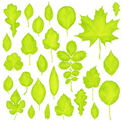 set of green leaves isolated on white background