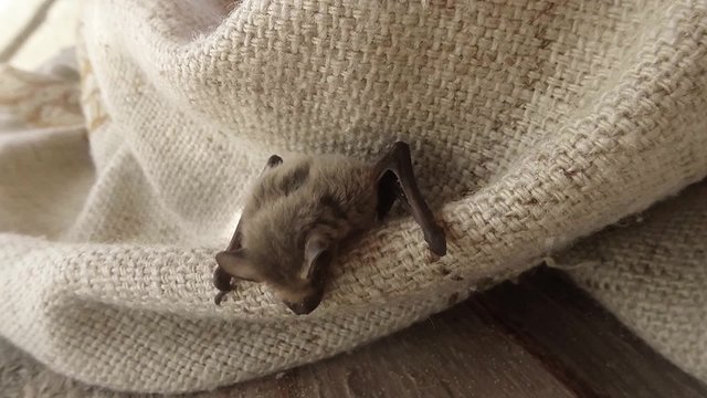Little Bat Climbs on a Thin Braided Cloak House on The Island Dzharylgach