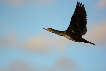 Cormorano (Phalacrocorax carbo) in volo