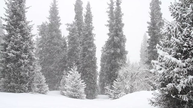The hearty snow in the forest in the mountains, view 5