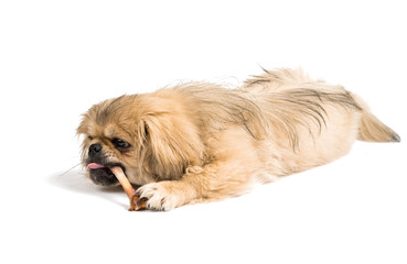 Pekingese on white background