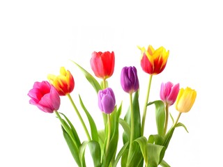 Tulip. Beautiful bouquet of tulips. Colorful tulips.