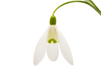 beautiful snowdrop flower white isolated