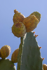 Detail of prickly pears