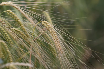 Ears of grain ripening in farmers' fields