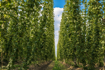 Hops plantation in Bavaria, Germany