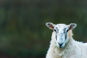 Portrait of sheep in Devon