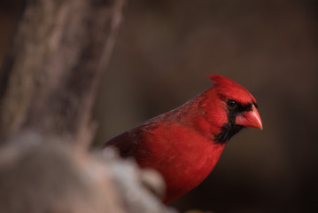 Northern Cardinal