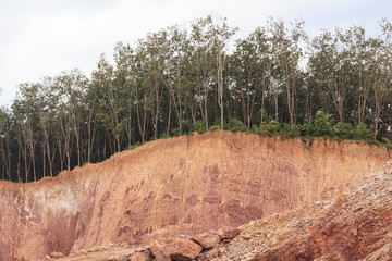 Tree and section of soil