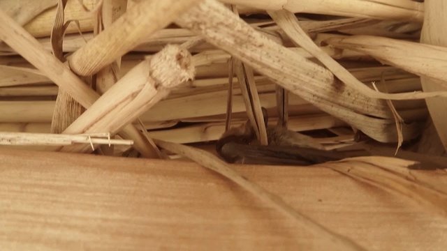 Little Bat Sitting Under The Roof of The House From The Dry Reed
