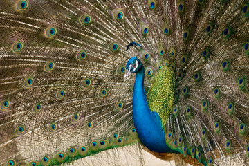 Fototapeta premium green beautiful peacock.