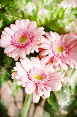 Beautiful pink gerbera flowers