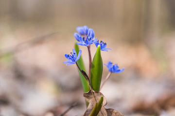 unblown wild growing squill (Scilla bifolia)
