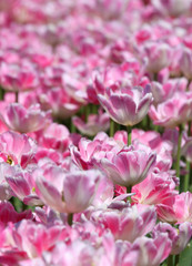 Fototapeta na wymiar Bed of pink tulip flowers in the garden