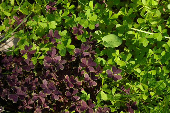 Two coloured, green and purple, wild clovers