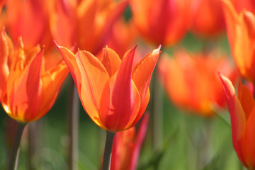 Orange tulip flowers in the garden