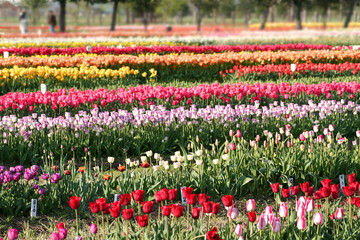 Colorful tulip flowers in the garden