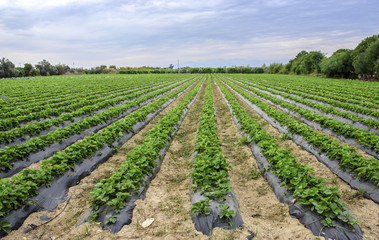 Fototapeta na wymiar strawberry plantation beautiful landscape