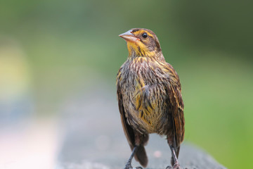 Close up shot of Pine Siskin bird