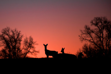 Fototapeta na wymiar Deer silhouetted against sunset