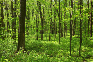 Fototapeta na wymiar Lush green maple trees in forest in spring time