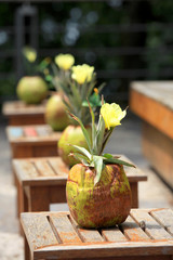 Decorative coconut and aloe vera flower pots  in Rio park