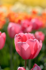 Colorful tulip flowers in the garden