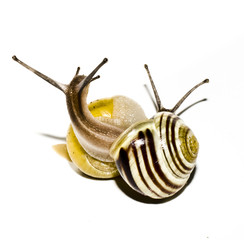 Snails on White Background