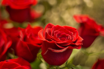 Bunch of red roses bouquet of flowers