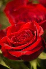 Bunch of red roses bouquet of flowers