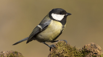 Carbonero