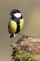 Carbonero