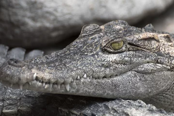 Photo sur Aluminium Crocodile Close-up a crocodile head