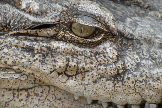 close-up eye of a crocodile.