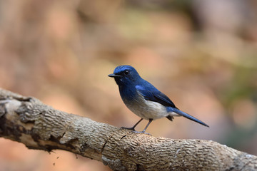 Hainan Blue Flycatcher