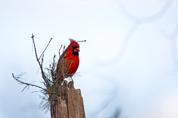Male cardinal sits on a log with branches