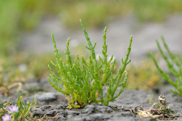 Common glasswort (Salicornia europaea). Plant in the family Amaranthaceae, growing on inter-tidal mudflats on the British coast