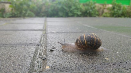 Snail crawling on a pavement after the rain