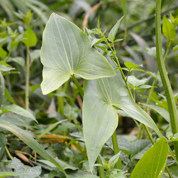 Arrowhead (Sagittaria sagittifolia). Distinctive arrow shaped leaves of aquatic plant in the family Alismataceae, growing in a British wetland
