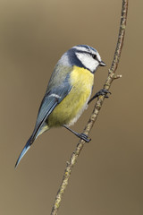 Fototapeta premium Herrerillo común