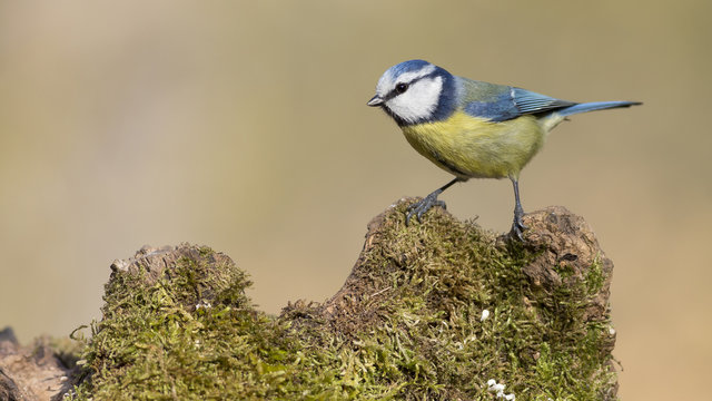 Herrerillo com&uacute;n