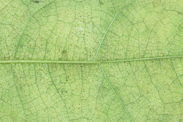 Close-up green leaf for background