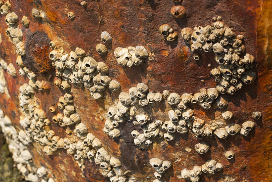 Rock barnacle on corrosion pole
