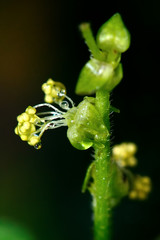 Annual mercury (Mercurialis annua) close up of flower. Annual plant in the family Euphorbiaceae, in flower