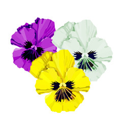 Viola flowers clipart. Colorfull pansys vector illustration. Wildflowers element.
