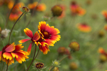 Beautiful flower field background 