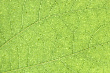 Fototapeta na wymiar Close-up green leaf for background